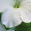 Spring_Petunia II
